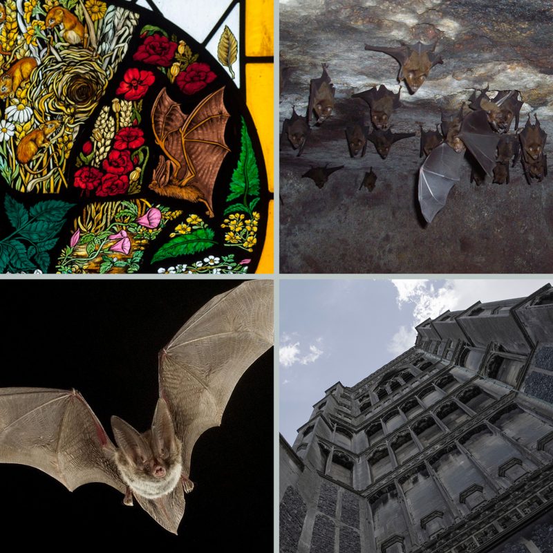 Bats in Churches