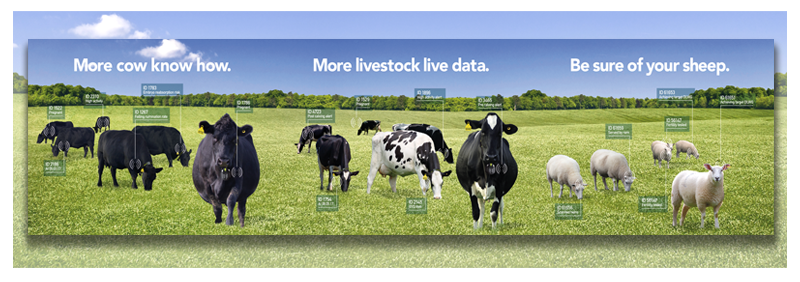 Image of The Point's Agricultural Campaign for Allflex UK