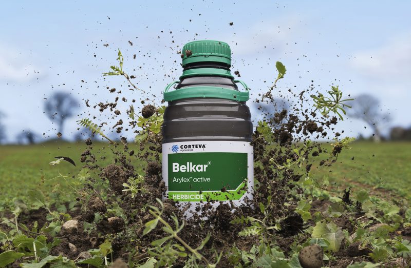 Image of Belkar campaign